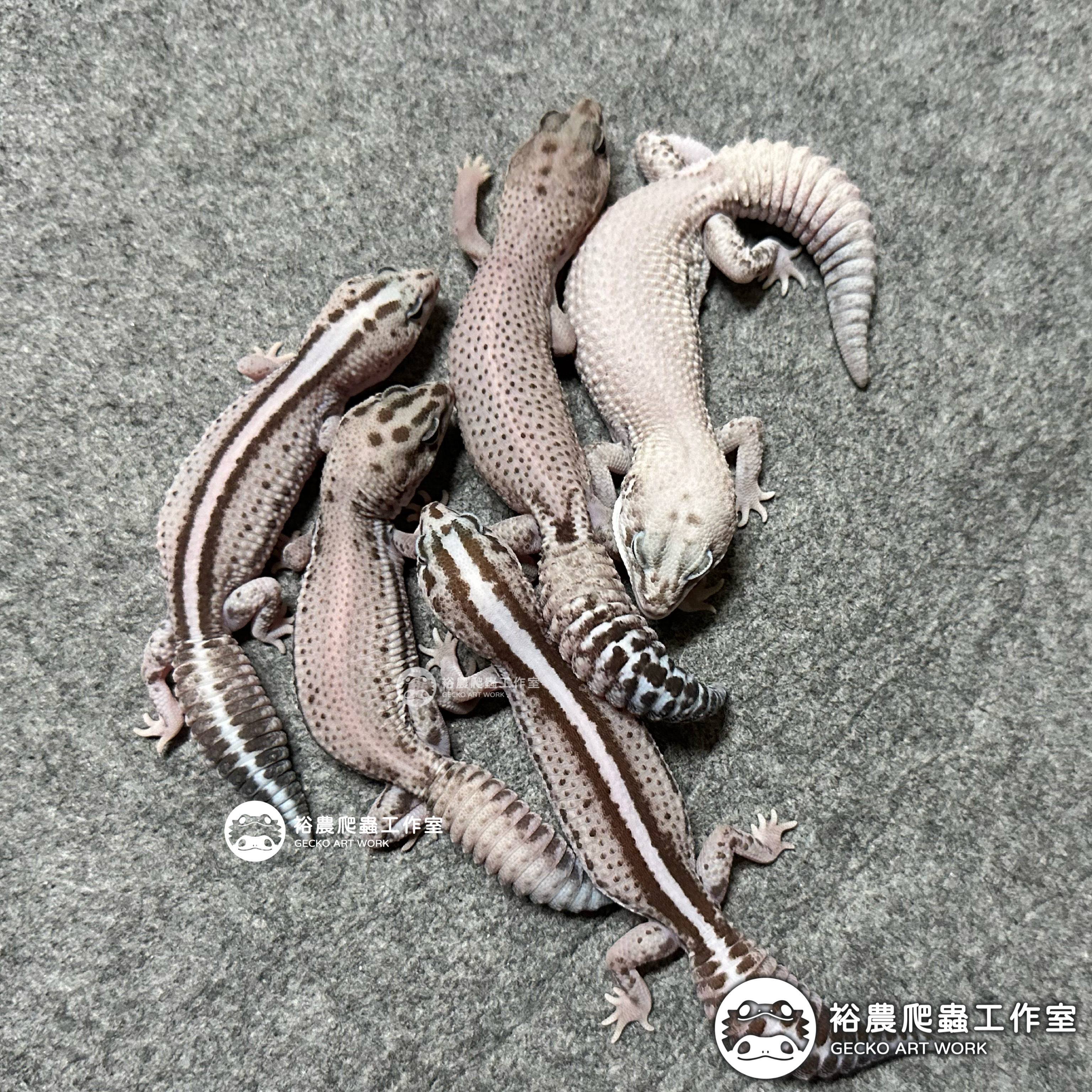 裕農爬蟲工作室